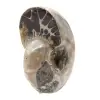 Polished Ammonite - Small Collector's Specimen from Madagascar (80g) - 2