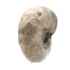 Polished Ammonite - Small Collector's Specimen from Madagascar (80g) - 3