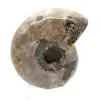 Polished Ammonite - Small Collector's Specimen from Madagascar (80g) - 4