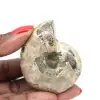 Polished Ammonite - Small Collector's Specimen from Madagascar (80g) - 0