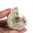 Polished Ammonite - Small Collector's Specimen from Madagascar (80g)