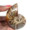 Polished Ammonite - Narrow Collection Specimen from Madagascar (120g) - 0