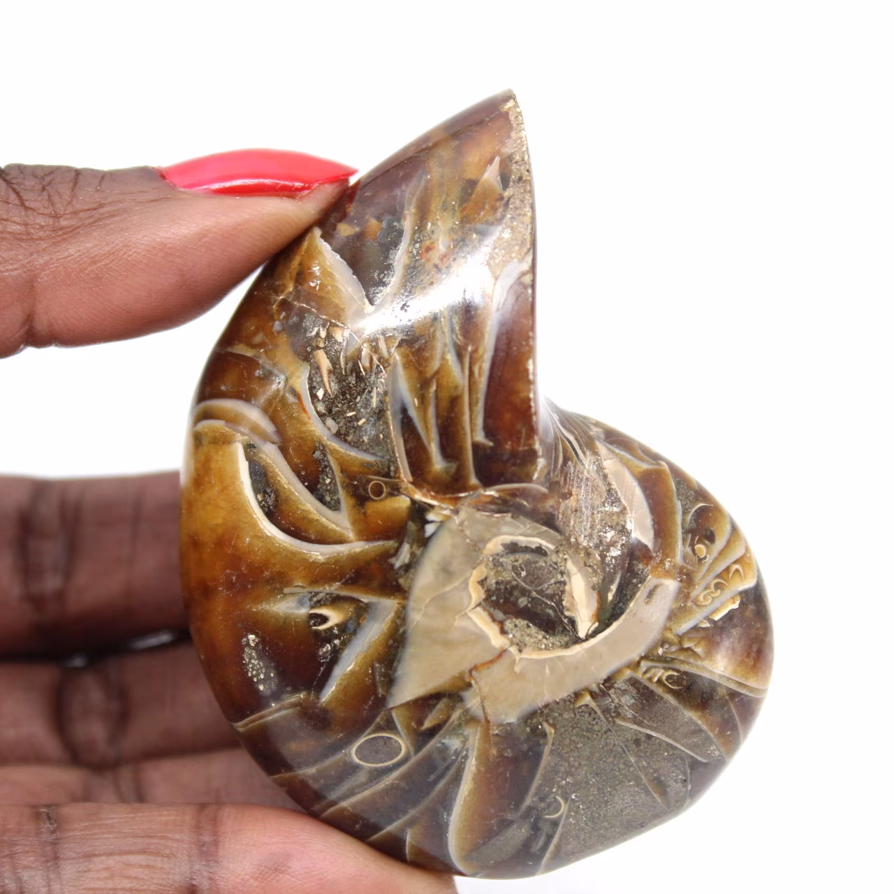 Polished Ammonite - Narrow Collection Specimen from Madagascar (120g)