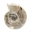 Small Polished Ammonite Fossil - Natural Stone of Geological History - 1