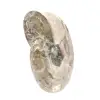 Small Polished Ammonite Fossil - Natural Stone of Geological History - 2