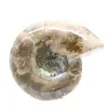Small Polished Ammonite Fossil - Natural Stone of Geological History - 4