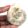 Small Polished Ammonite Fossil - Natural Stone of Geological History - 0