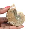 Small Polished Ammonite Fossil - Authentic Specimen from Madagascar - 0