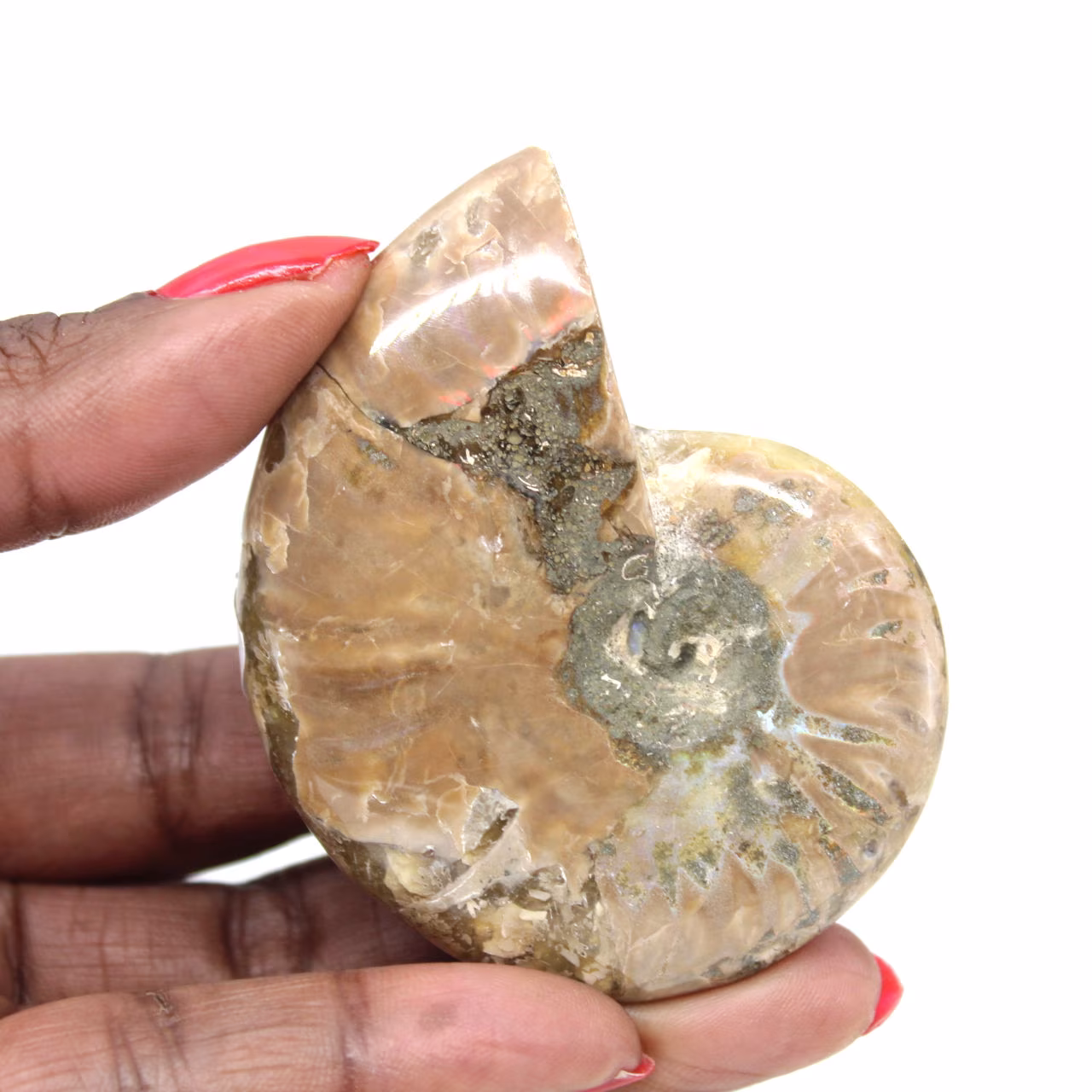 Small Polished Ammonite Fossil - Authentic Specimen from Madagascar