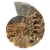 Polished Ammonite for a Zen Atmosphere – Fossil from Madagascar - 0