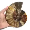 Polished Ammonite for Lithotherapy and Collection – Madagascar - 1
