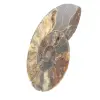 Polished Ammonite for Lithotherapy and Collection – Madagascar - 2