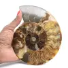 Ammonite Fossil Polished Section – Geology of Madagascar - 1
