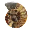 Ammonite Fossil Polished Section – Geology of Madagascar - 0