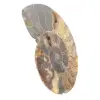 Ammonite Fossil Polished Section – Geology of Madagascar - 2