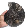Polished Decorative Fossil Ammonite – Specimen from Madagascar - 1