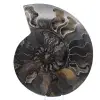 Polished Decorative Fossil Ammonite – Specimen from Madagascar - 0