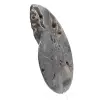 Polished Decorative Fossil Ammonite – Specimen from Madagascar - 2