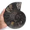 Polished Sawn Ammonite Fossil from Madagascar – Unique Collector's Item - 1