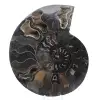 Polished Sawn Ammonite Fossil from Madagascar – Unique Collector's Item - 0