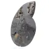 Polished Sawn Ammonite Fossil from Madagascar – Unique Collector's Item - 2