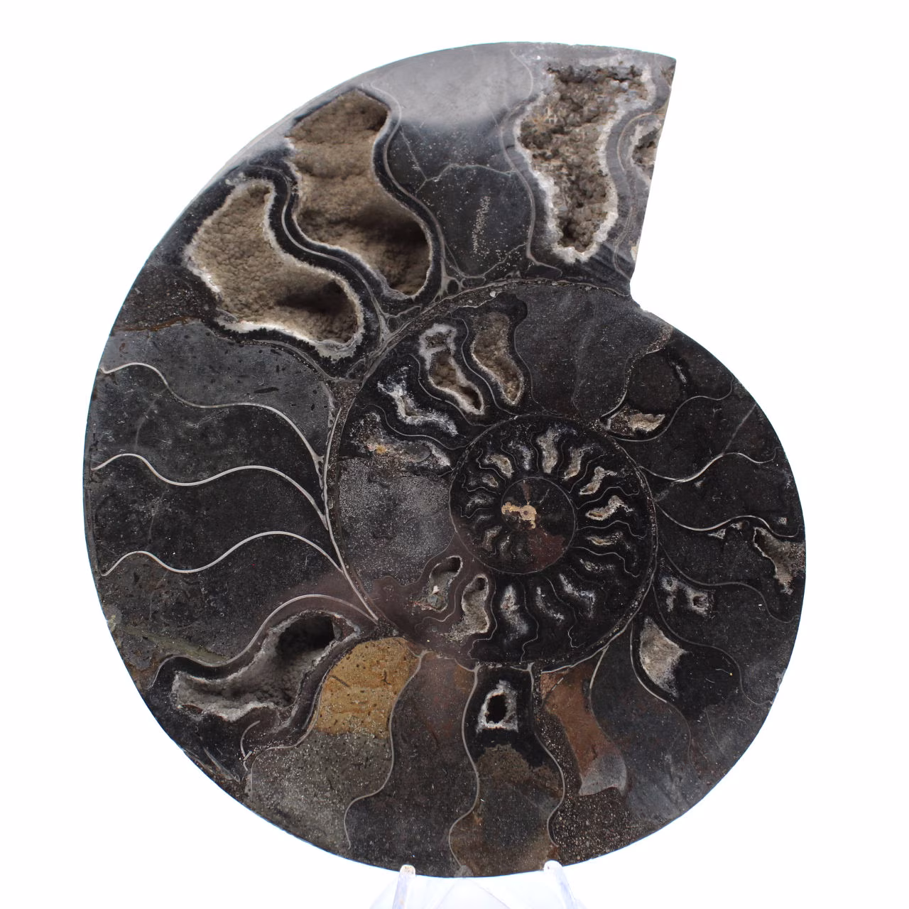 Polished Sawn Ammonite Fossil from Madagascar – Unique Collector's Item