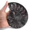 Ammonite Fossil Natural Decoration – Unique Specimen - 1