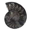 Ammonite Fossil Natural Decoration – Unique Specimen - 0