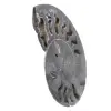 Ammonite Fossil Natural Decoration – Unique Specimen - 2