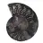 Ammonite Fossil Natural Decoration – Unique Specimen