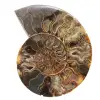 Ammonite Fossil Living Room Decoration – Raw/Polished Geological Specimen - 0
