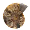 Large Polished Spiral Fossil Ammonite – Historical Decor - 0