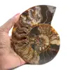 Sawn and Polished Ammonite from Madagascar – Beautiful Display Piece - 1