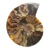 Sawn and Polished Ammonite from Madagascar – Beautiful Display Piece - 0