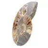 Sawn and Polished Ammonite from Madagascar – Beautiful Display Piece - 2