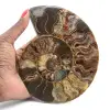 Polished Ammonite for Collectible Furniture – Treasure of Madagascar - 1