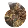 Polished Ammonite for Collectible Furniture – Treasure of Madagascar - 0