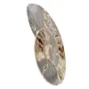 Polished Ammonite for Collectible Furniture – Treasure of Madagascar - 2