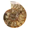 Polished Ornamental Ammonite from Madagascar – Authentic Decor - 0
