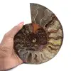Ammonite Collector's Item from Madagascar – Sawn Cut - 1