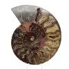 Ammonite Collector's Item from Madagascar – Sawn Cut - 0