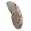 Ammonite Collector's Item from Madagascar – Sawn Cut - 2
