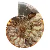 Polished Sawn Ammonite Fossil – Natural Brilliance from Madagascar - 0