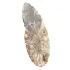 Polished Sawn Ammonite Fossil – Natural Brilliance from Madagascar - 2
