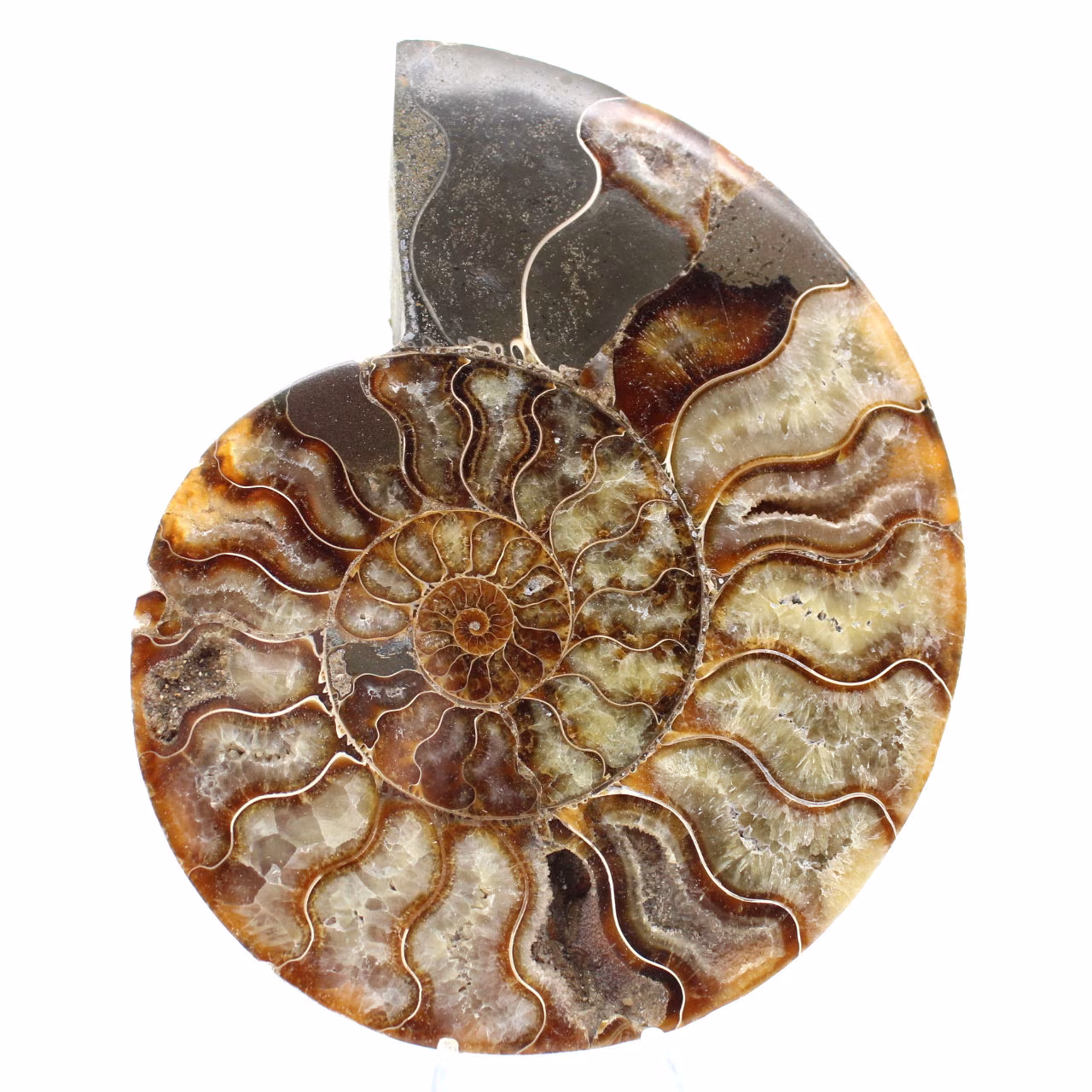 Polished Sawn Ammonite Fossil – Natural Brilliance from Madagascar
