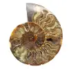 Polished Ammonite Decorative Design – Rare Fossil - 0