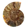 Polished Ammonite Specimen from Madagascar – Decorative Element - 0