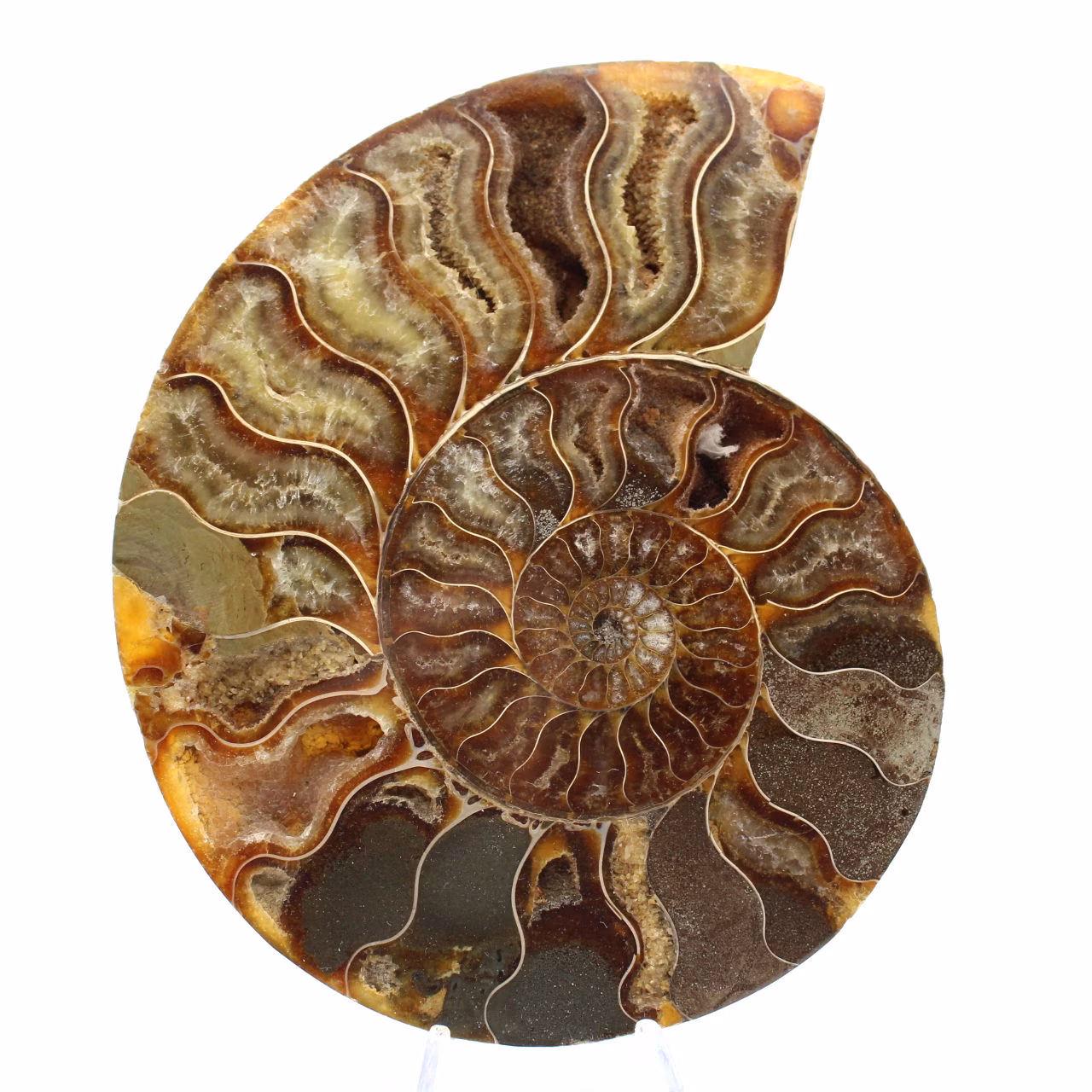 Polished Ammonite Specimen from Madagascar – Decorative Element