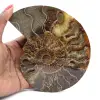 Polished Ammonite Ideal for Decoration – Historical Fossil - 1