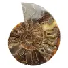 Polished Ammonite Ideal for Decoration – Historical Fossil - 0
